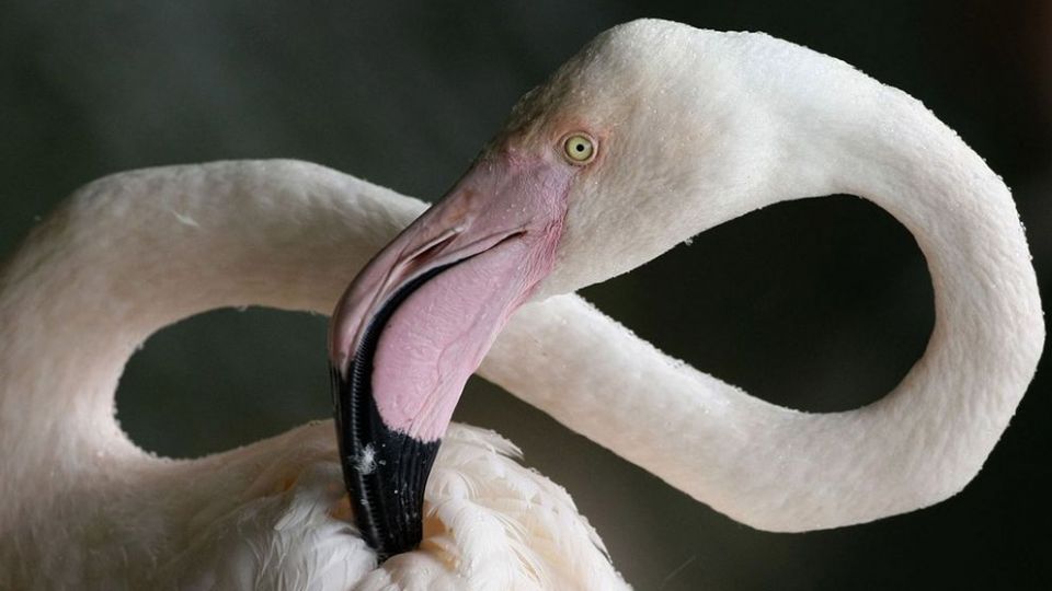 فلامینگو‌ها