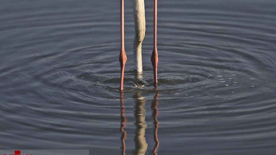 فلامینگو‌ها