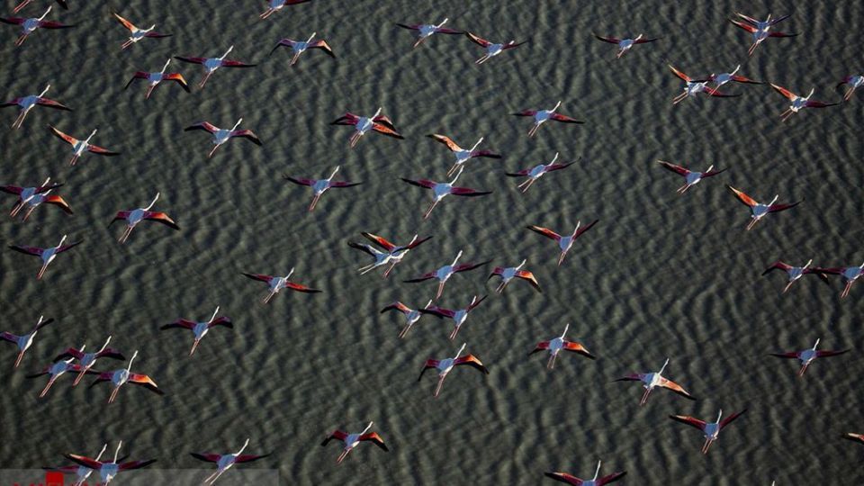 فلامینگو‌ها