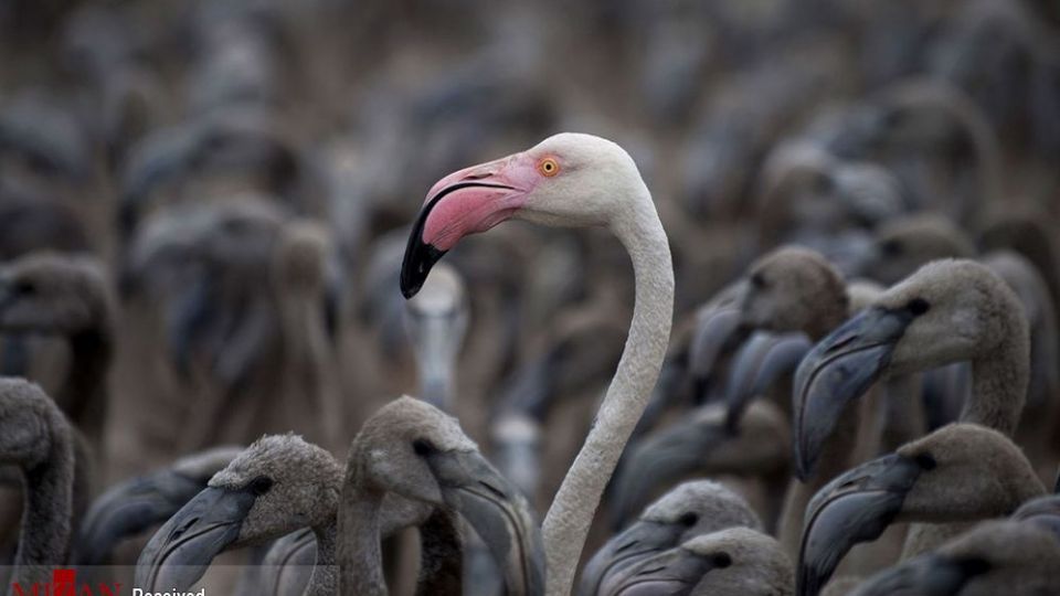 فلامینگو‌ها