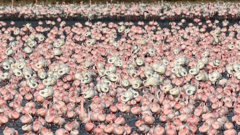 فلامینگو‌ها
