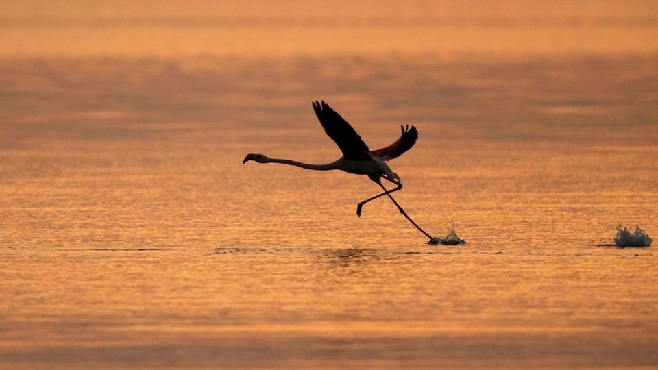 فلامینگو‌ها