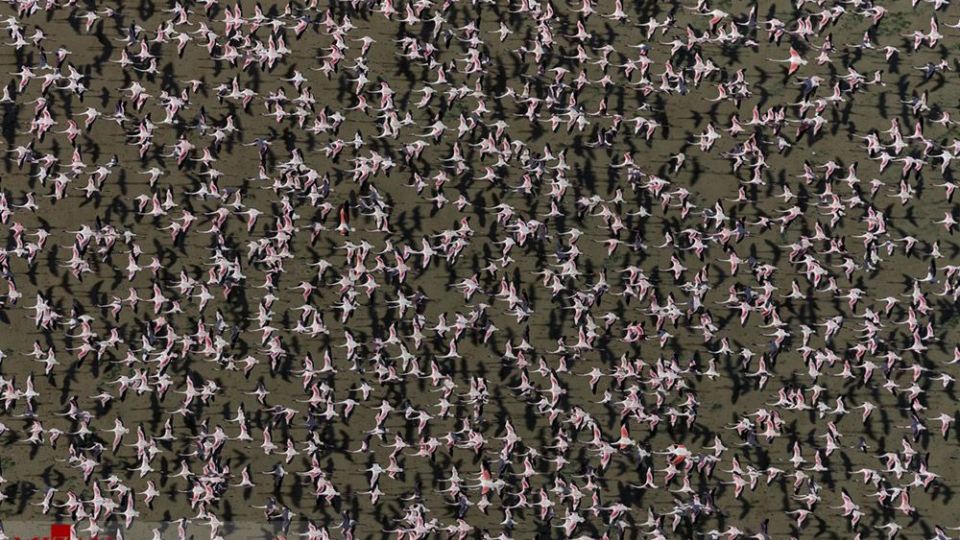 فلامینگو‌ها