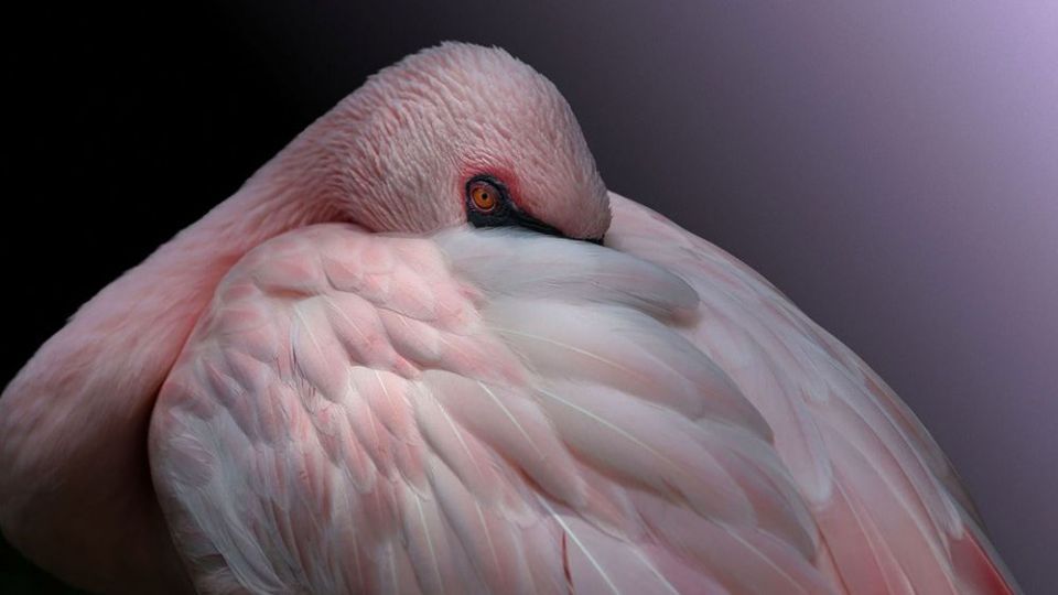 فلامینگو‌ها