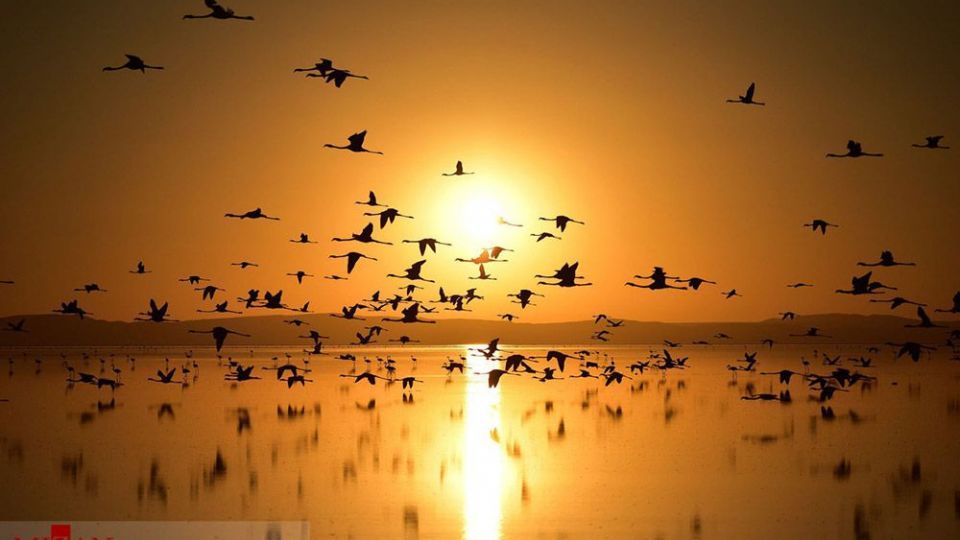 فلامینگو‌ها