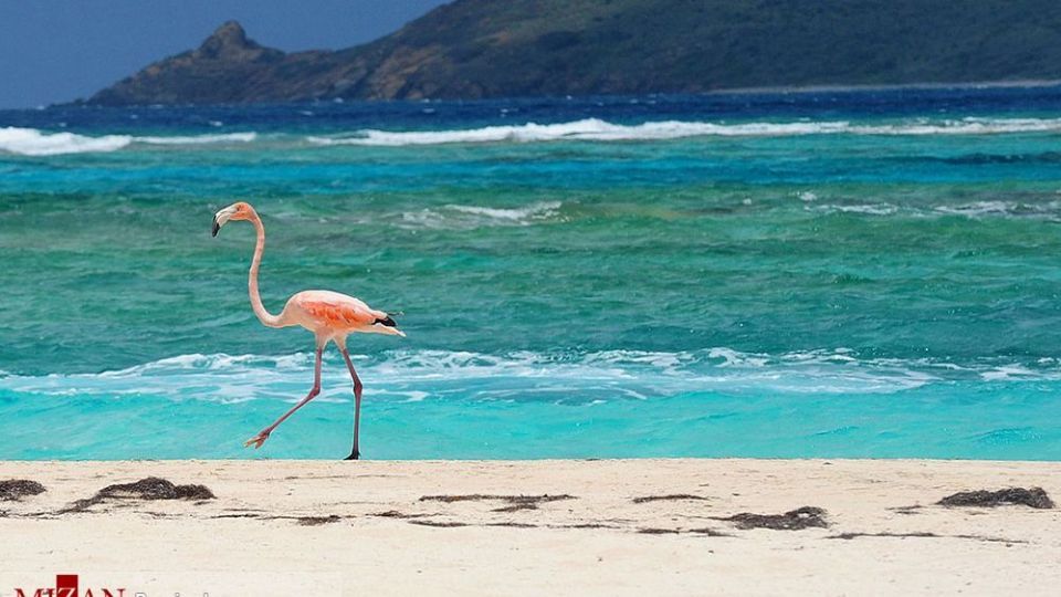 فلامینگو‌ها