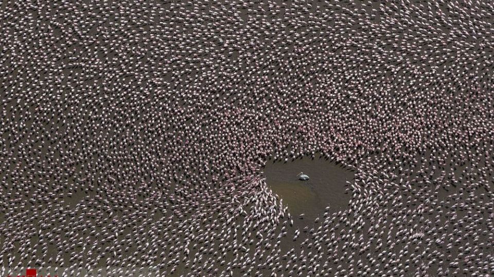 فلامینگو‌ها