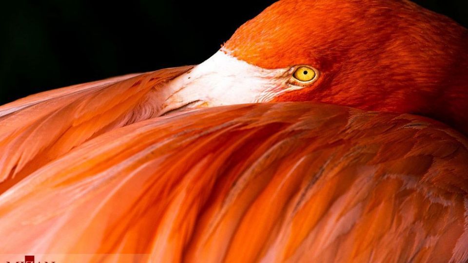 فلامینگو‌ها