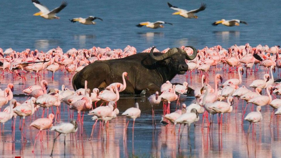 فلامینگو‌ها