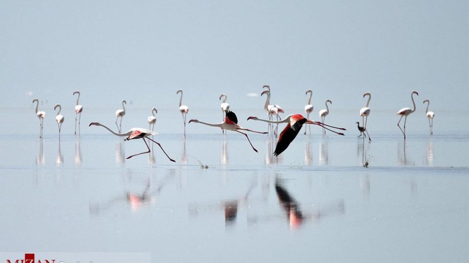 فلامینگو‌ها