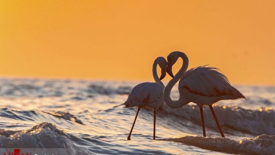 فلامینگو‌ها