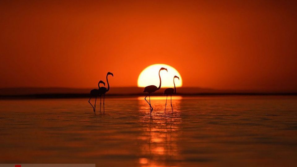 فلامینگو‌ها
