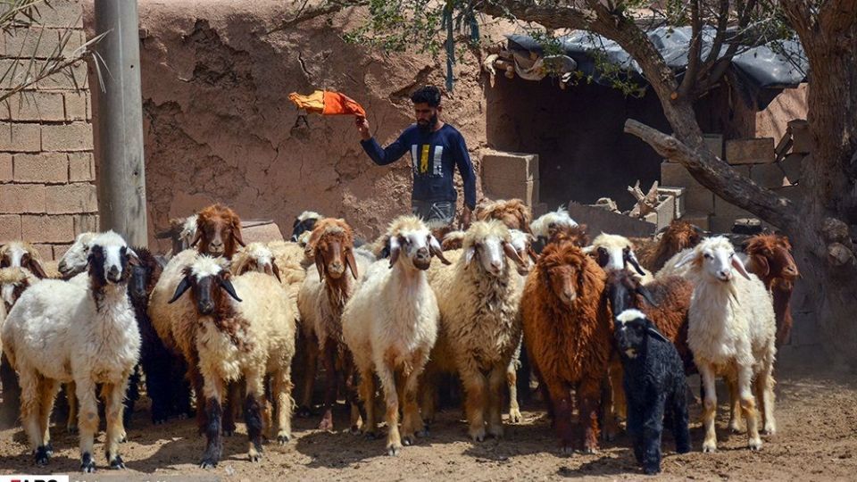 غیزانیه از نمای نزدیک 