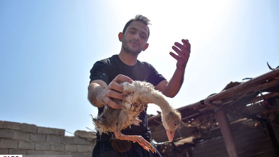 غیزانیه از نمای نزدیک 