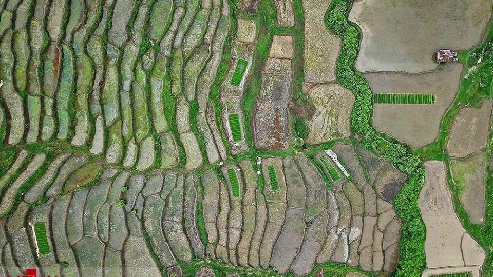 نشا کاری در مازندران