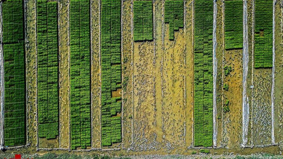 نشا کاری در مازندران