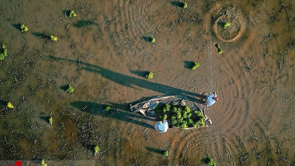 نشا کاری در مازندران