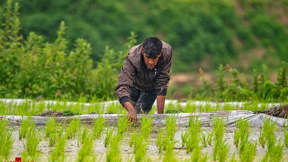 نشا کاری در مازندران