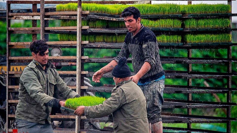 نشا کاری در مازندران