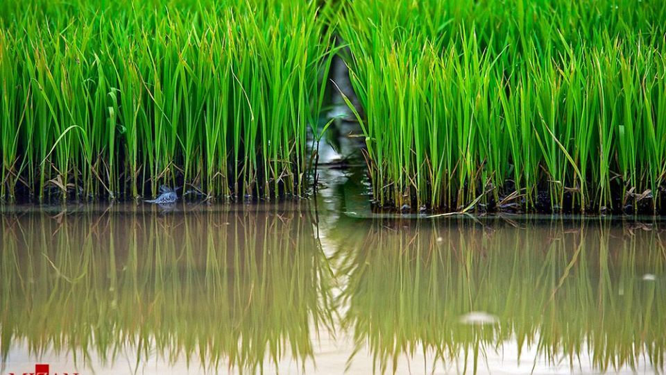 نشا کاری در مازندران