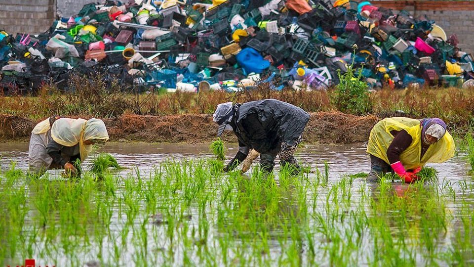 نشا کاری در مازندران