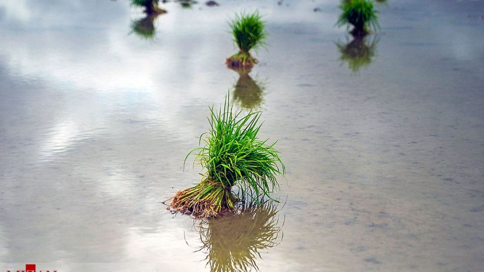 نشا کاری در مازندران