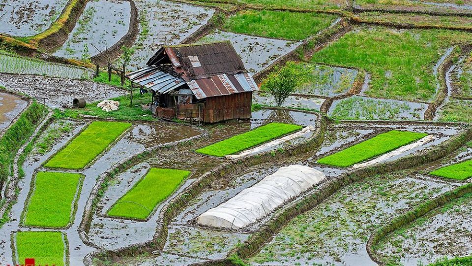 نشا کاری در مازندران