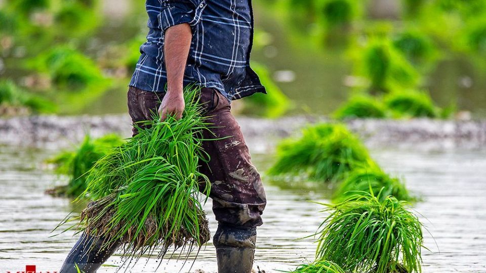 نشا کاری در مازندران