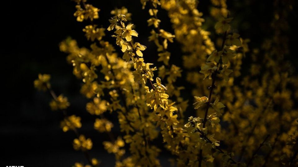 بازگشت روزهای بهاری باغ ارم و نارنجستان قوام شیراز