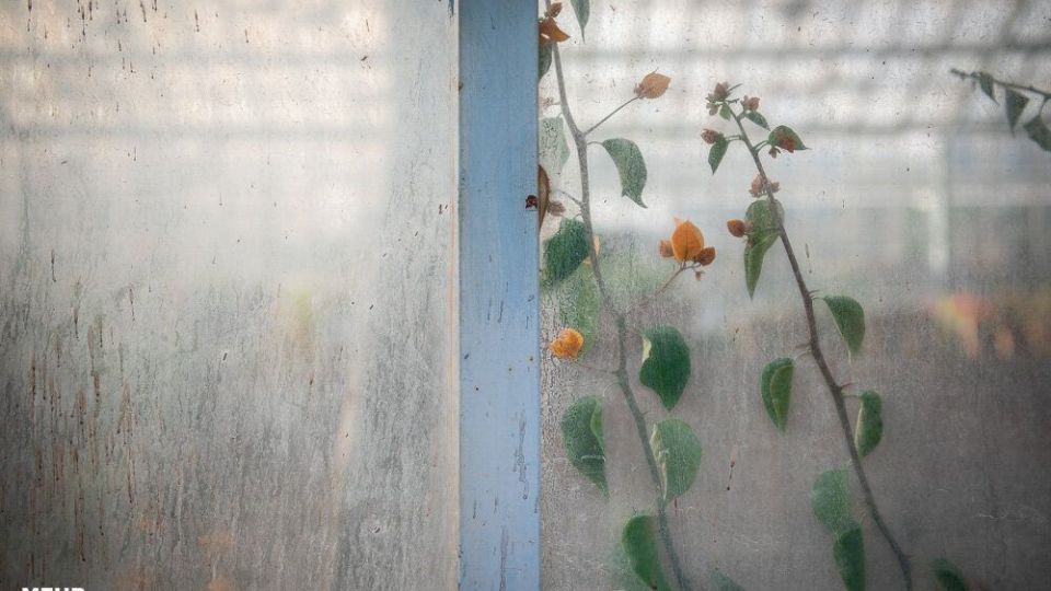 بازگشت روزهای بهاری باغ ارم و نارنجستان قوام شیراز