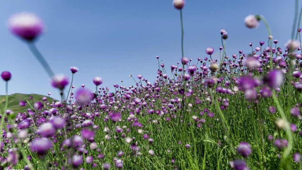 سمفونی رنگ‌ها در دشت شقایق ییلاقات کرمون