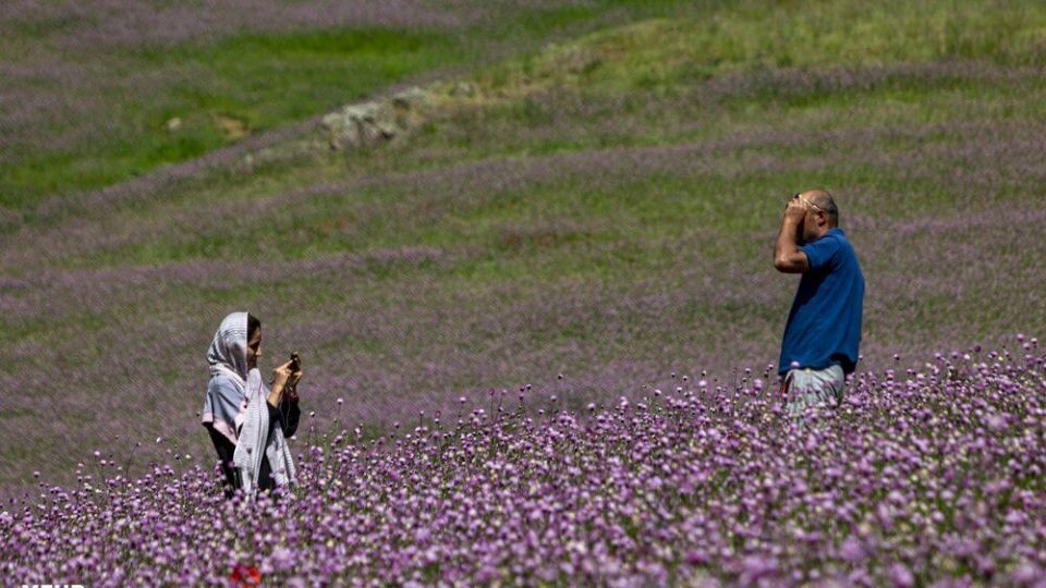 سمفونی رنگ‌ها در دشت شقایق ییلاقات کرمون