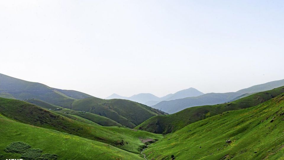 سمفونی رنگ‌ها در دشت شقایق ییلاقات کرمون