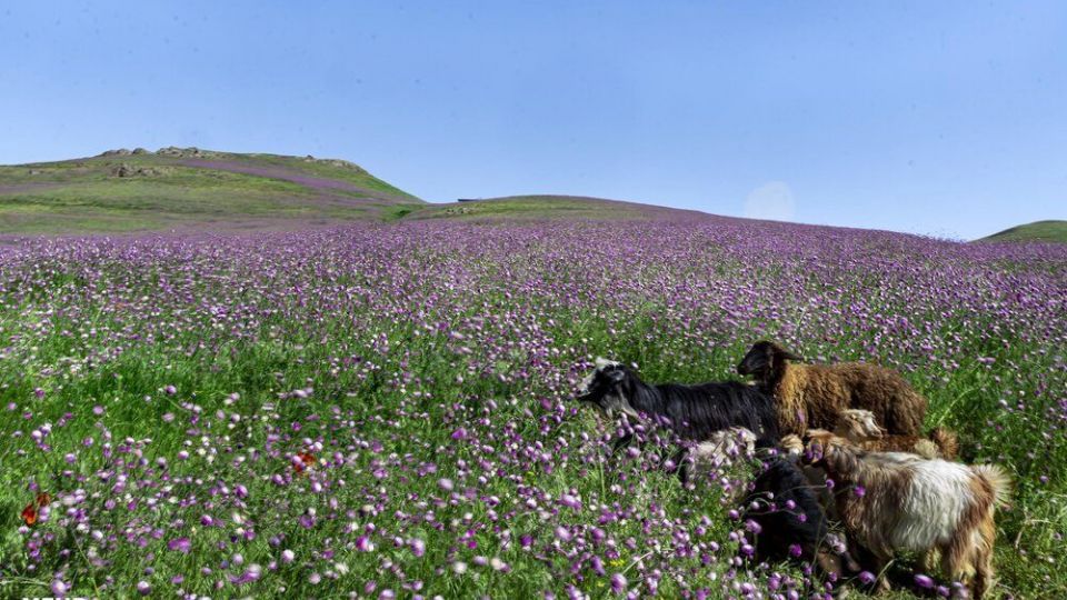 سمفونی رنگ‌ها در دشت شقایق ییلاقات کرمون