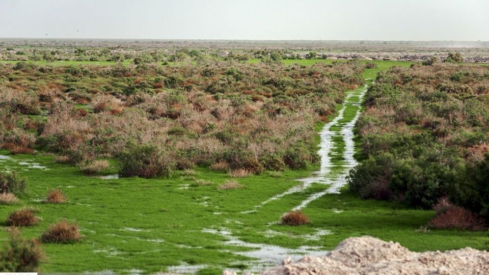 صدای پای آب در سیستان