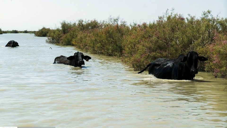 صدای پای آب در سیستان