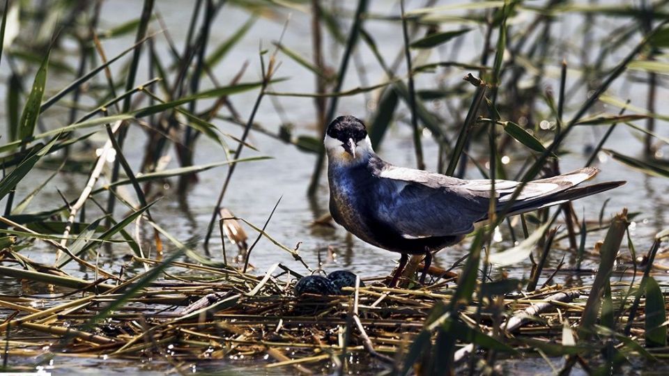 صدای پای آب در سیستان