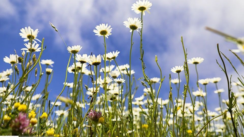 دشت گل‌های بابونه در فندقلو