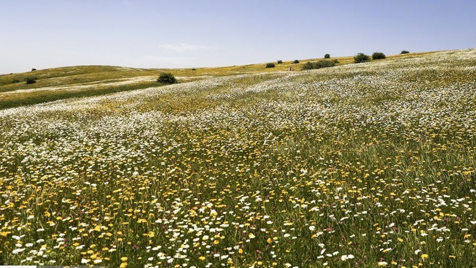 دشت گل‌های بابونه در فندقلو