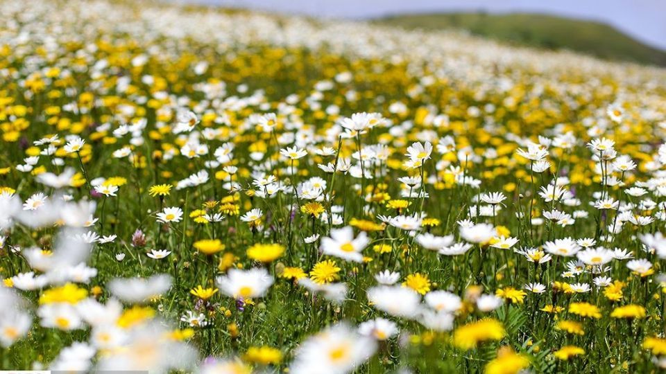 دشت گل‌های بابونه در فندقلو