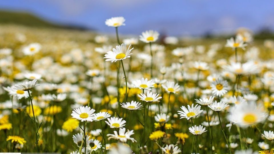 دشت گل‌های بابونه در فندقلو