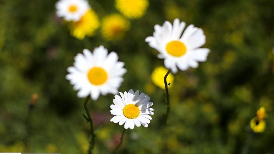 دشت گل‌های بابونه در فندقلو