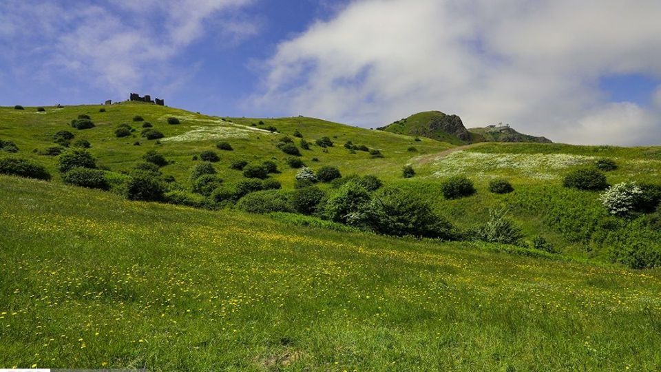 دشت گل‌های بابونه در فندقلو