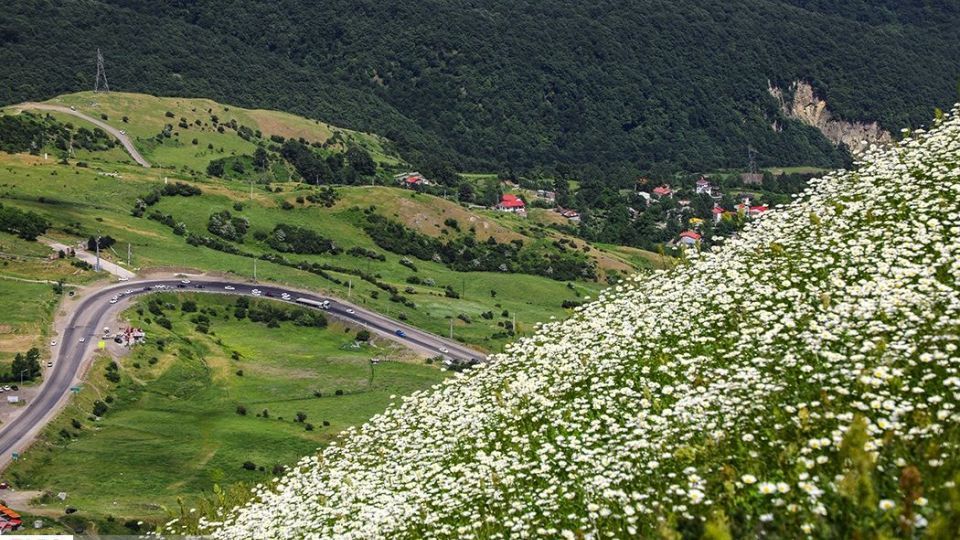 دشت گل‌های بابونه در فندقلو