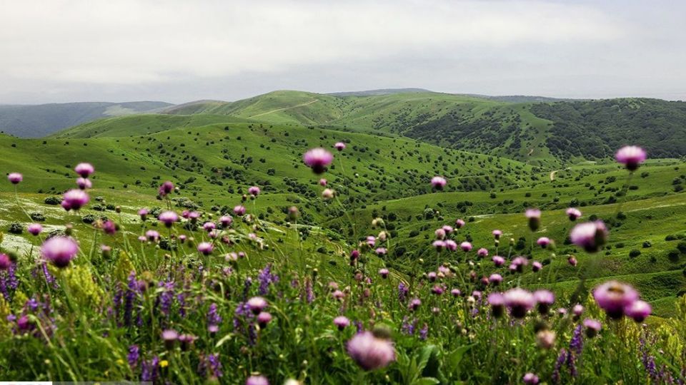 دشت گل‌های بابونه در فندقلو