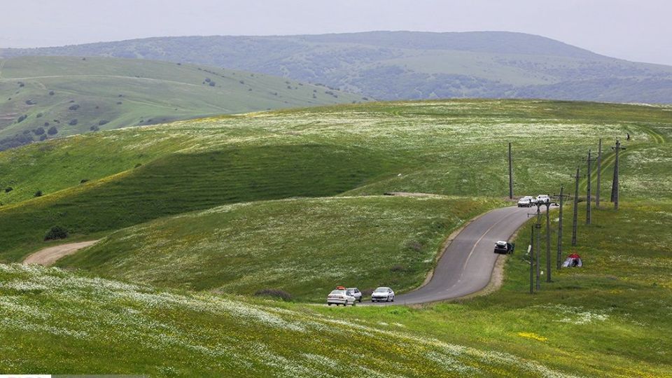 دشت گل‌های بابونه در فندقلو