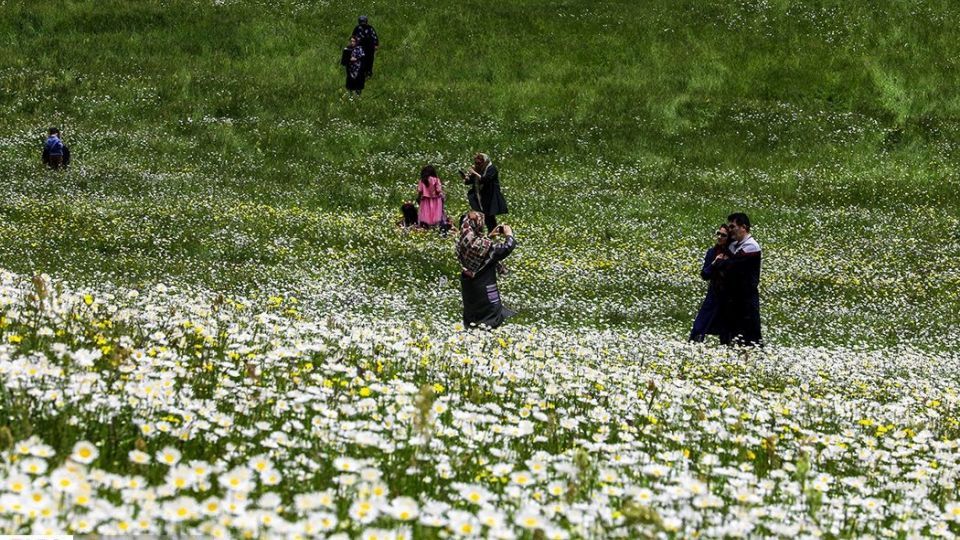 دشت گل‌های بابونه در فندقلو