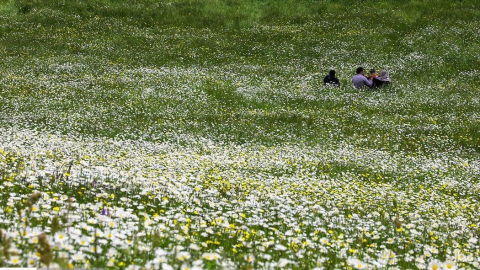 دشت گل‌های بابونه در فندقلو