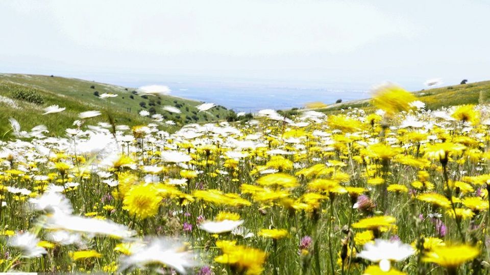 دشت گل‌های بابونه در فندقلو