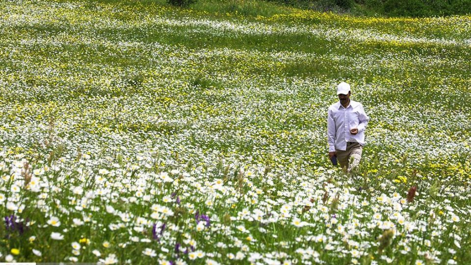 دشت گل‌های بابونه در فندقلو
